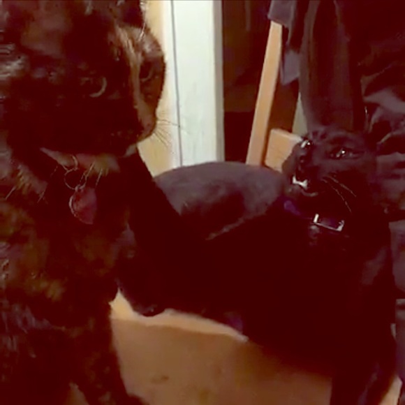 Meet the Posher - Picture 2 of 2